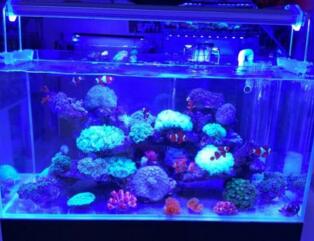 个人经验分享：鱼缸水泵的安装位置