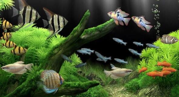 在家里养鱼有哪些好处